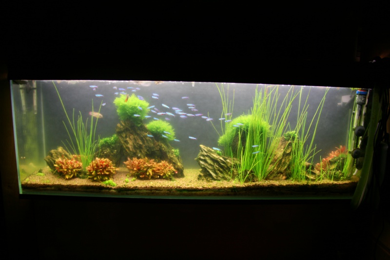 trigon 190 + cuve 120x30x40 aquascaping - Page 7 464998IMG2662