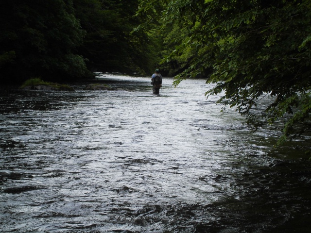 Sortie du jour - Ourthe banale - Page 2 466262DSCI0013