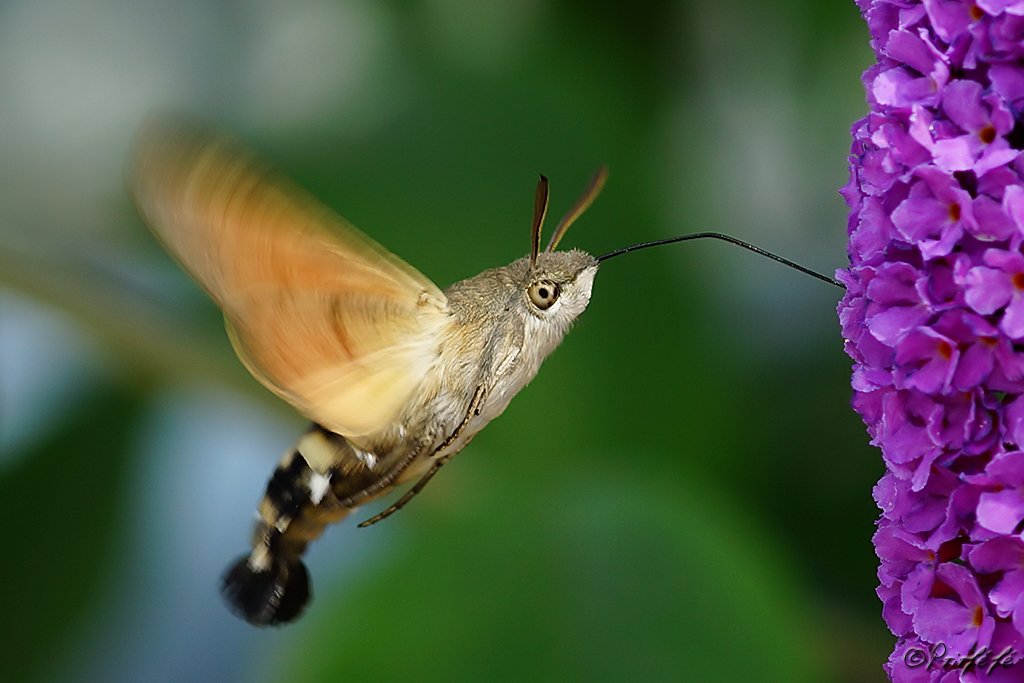 Papillons - Page 14 466484DSC064041small