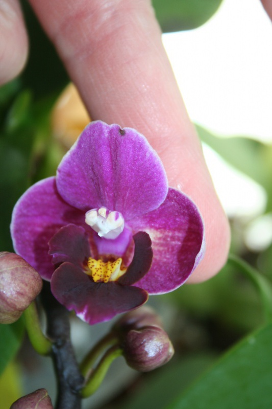 mini phalaenopsis violet 467732IMG9261