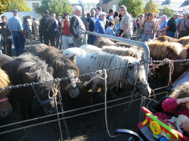 foire aux poulains  467811DSCF8696