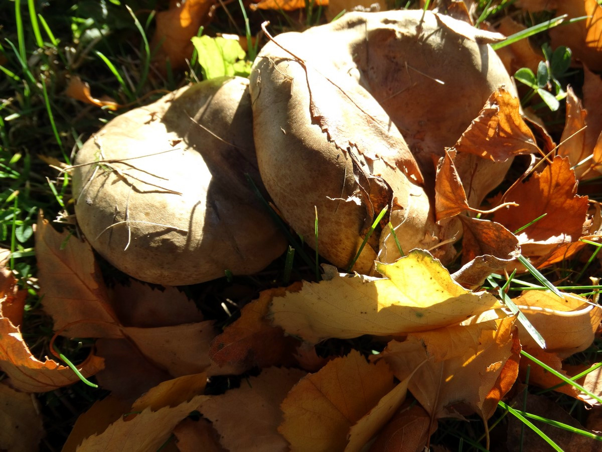 [fil ouvert] les champignons - Page 3 468359065Copier