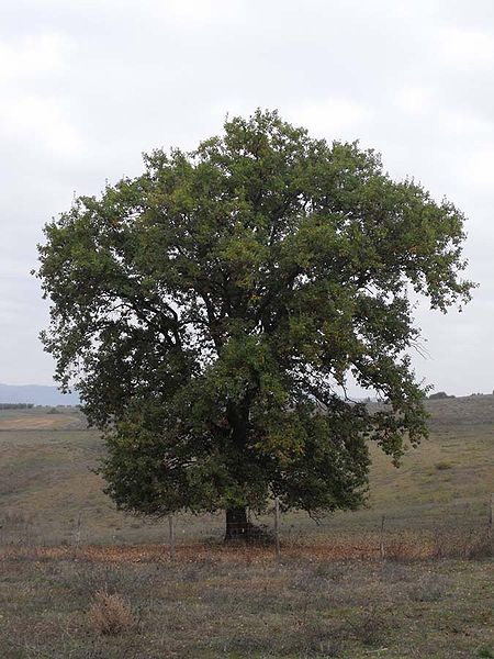 Bois et forêts - Chantilly - Faune -Flore -Milieux et habitats 468678450pxQuercuspubescensTuscany