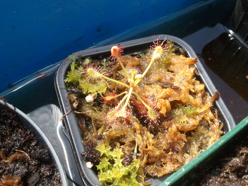 Drosera Madagascariensis  46892520130604110745