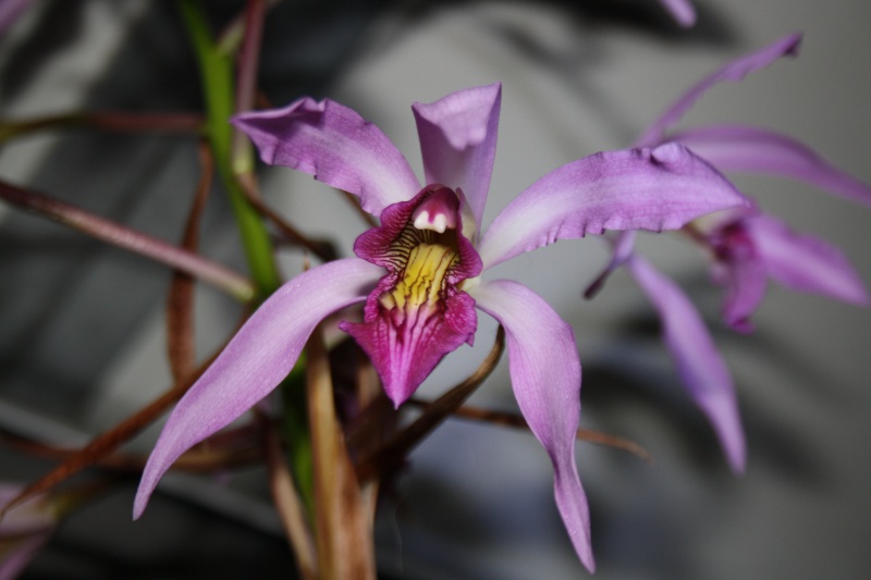 Laelia superbiens 468976IMG7004