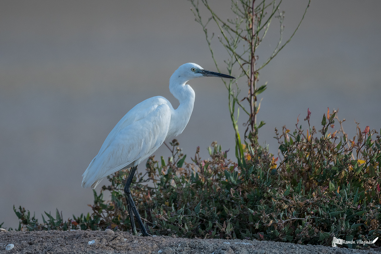 Aigrette garzette 470038DSC0825ModifierPNum