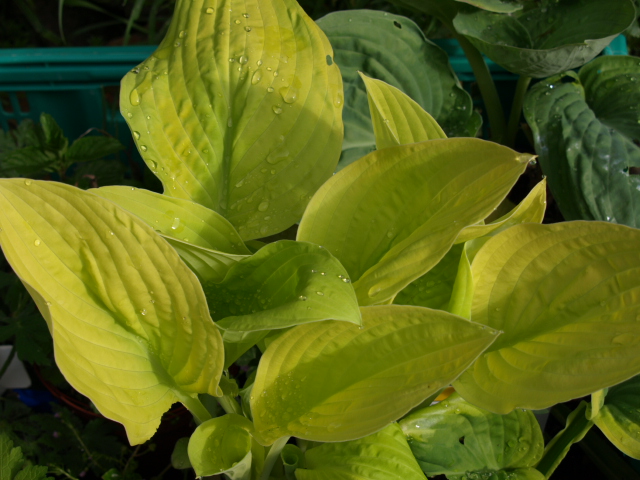 les hostas 473831P5084236