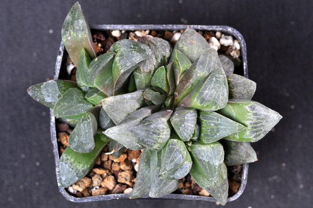 Mes Haworthia 475036pygmaeaPK120929002