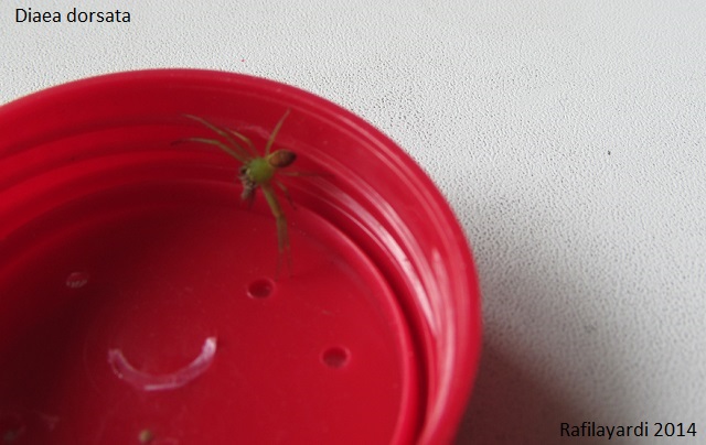 Araneus angulatus & thomise verte / brune 475536IMG0650