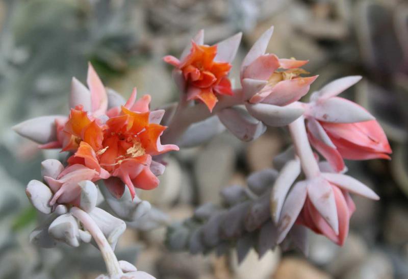 Fleurs d'Echeveria 478019echeveriatopsyturvy