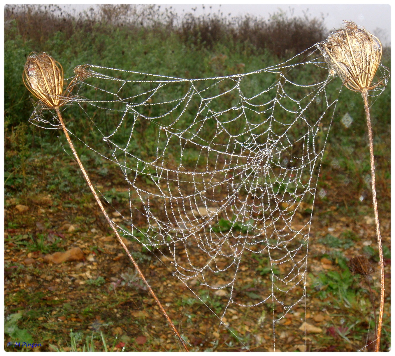 (FIL OUVERT à tous) vous aimez les araignées? - Page 5 478262DSC011260