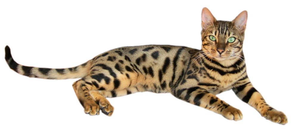 - Pets - 478701bengal