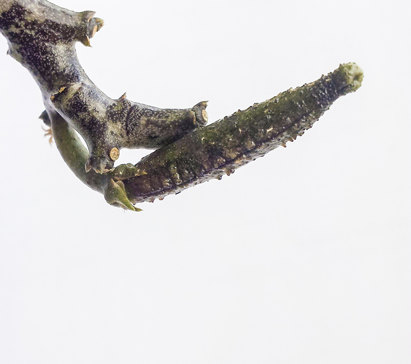 CEROPEGIA STAPELIFORMIS 48096420140922135543