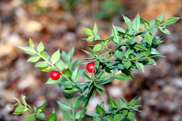 Bois et forêts -Chantilly - Faune - Flore -(photos et textes) 481243Fragon