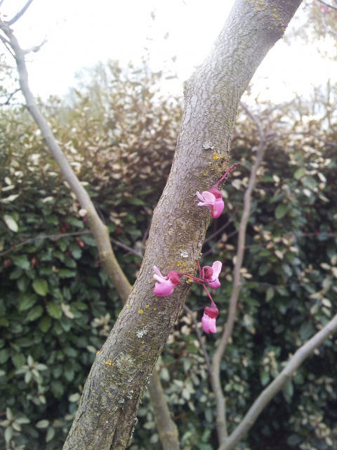 cercis canadensis forest pansy 48147920160424195401