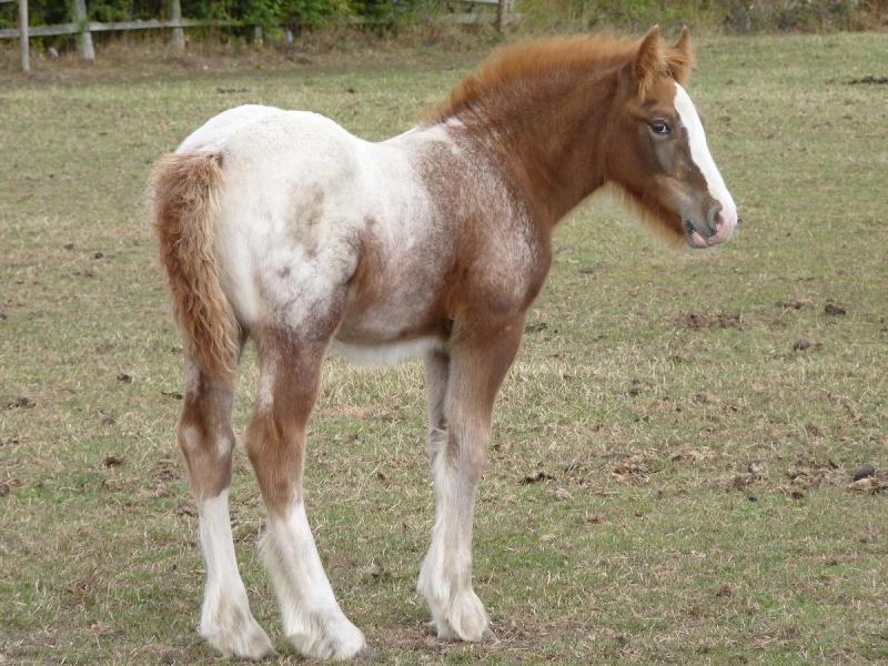 Mes gypsy cobs, tachus ou non 48259681DD