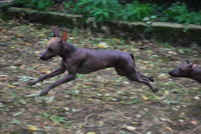 perou - Ermès de Korrantoh et Donmingoh de Korrantoh : chien nu du pérou. - Page 3 4841703163512475661452893841000010800236406662121399984504n