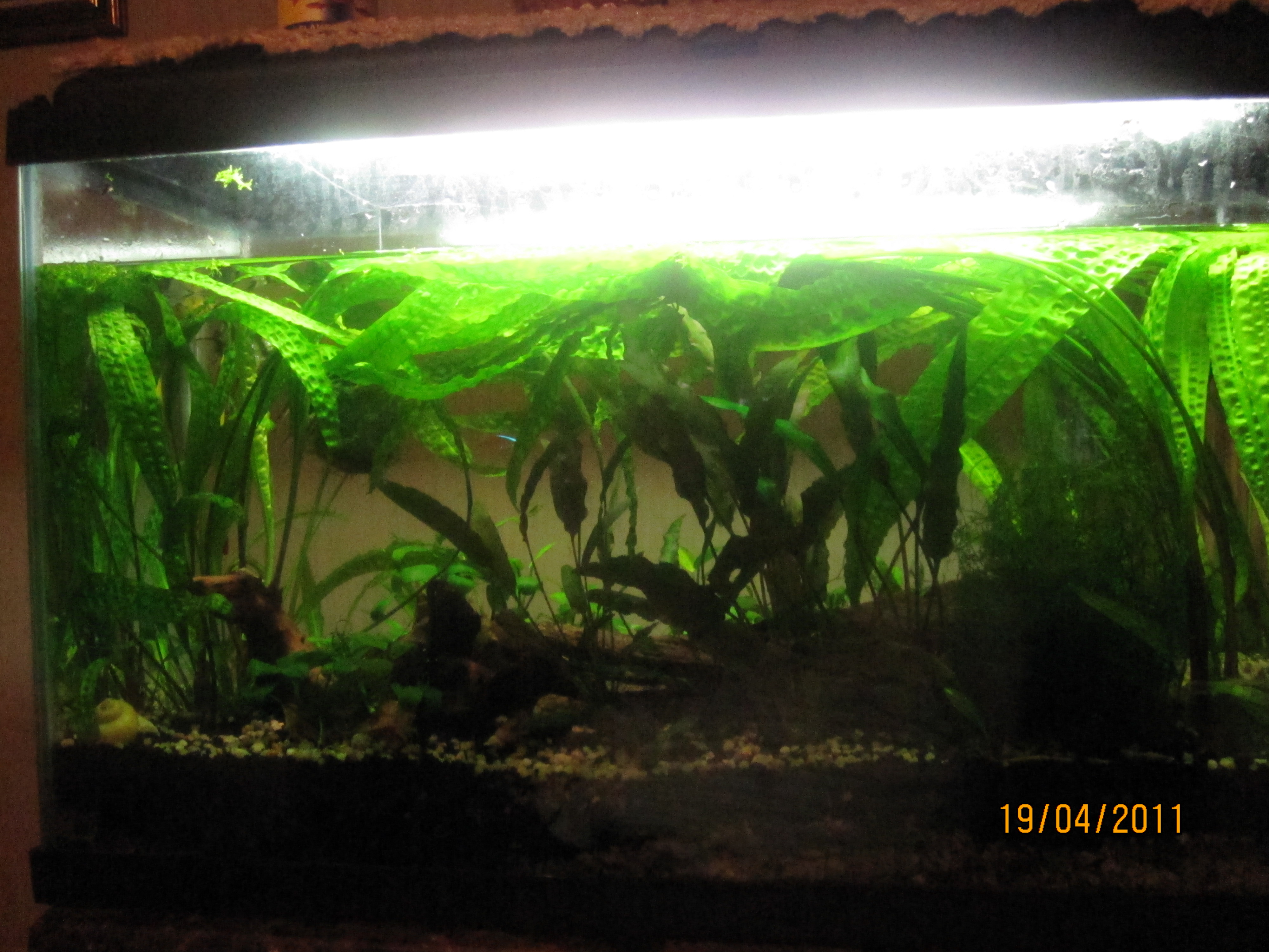 mon aquarium 484408IMG1670