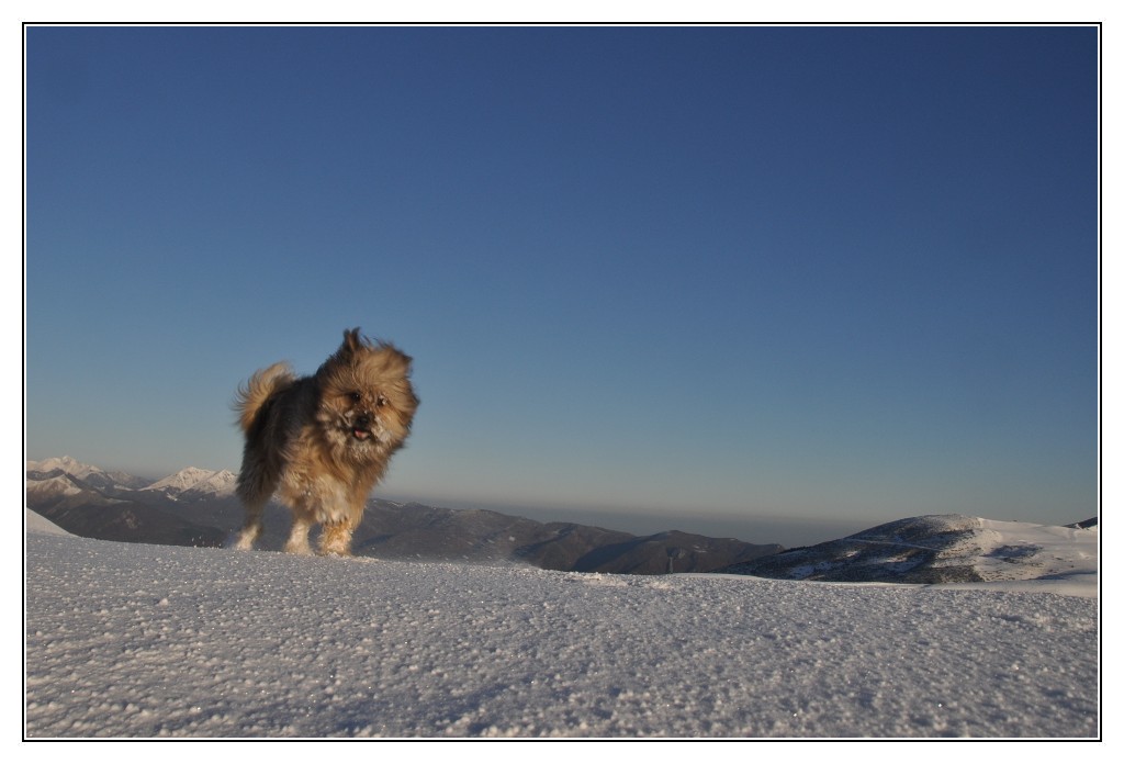 Une vie pyrénéenne de labrit des pyrénées - Page 3 484678tra0224