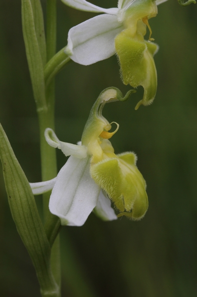 Ophrys apifera formes avec clés de recherches... 486365IMG0875