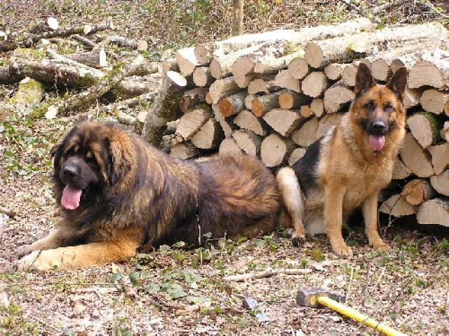 Le Chien Au BushCraft (Chien Loup Tchèquoslovaque) 486471normal1200252343