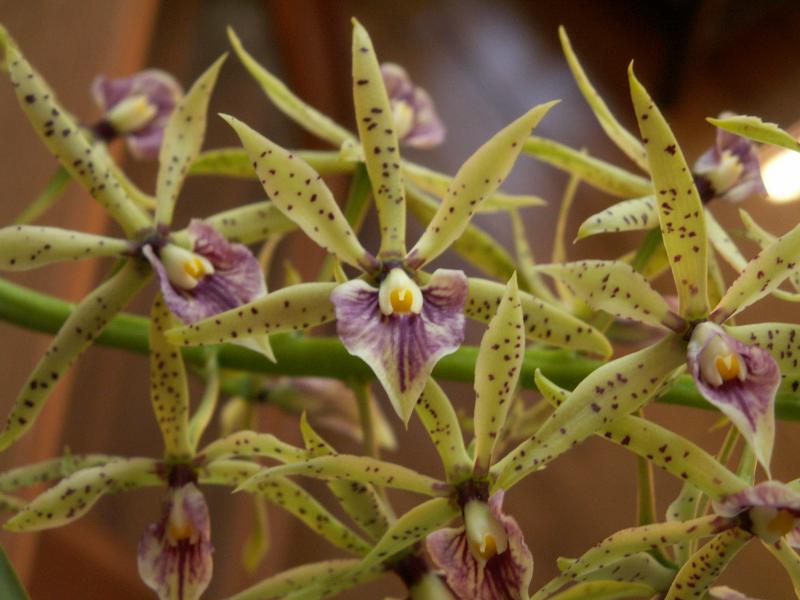 ça fait toujours plaisir (hybride encyclia elfin, hybride de E. cochleata x E prismatocarpa, ptêt ) 488930Aot2011020