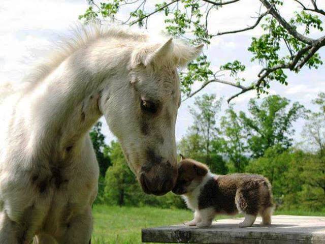 TENDRESSE !!! - Page 3 4896159426775048228762494391152904518n