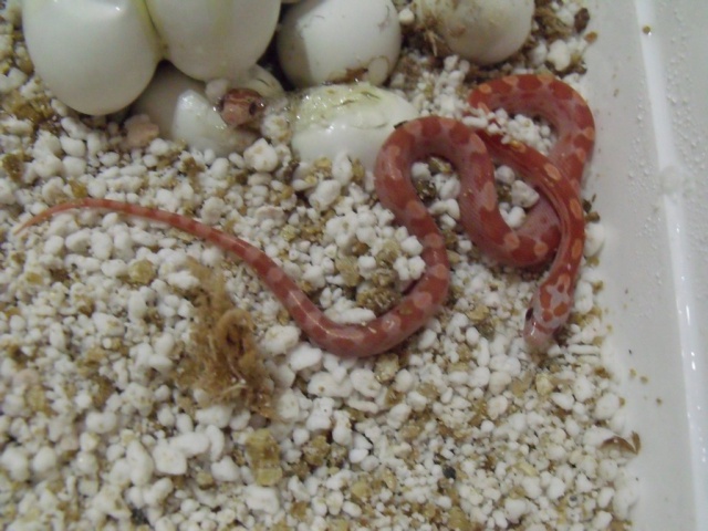 Hypo X Hypo het Anery, Diffused, Motley 490297gutt4