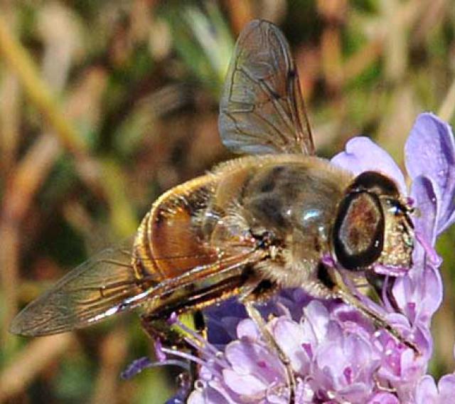 [Eristalis tenax] Syrphe 490910DSC0845w3