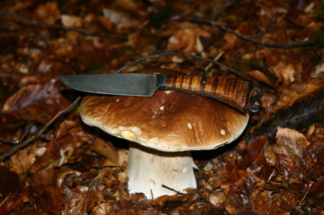 Par ici les ramasseurs de champignons... 491211IMG3053