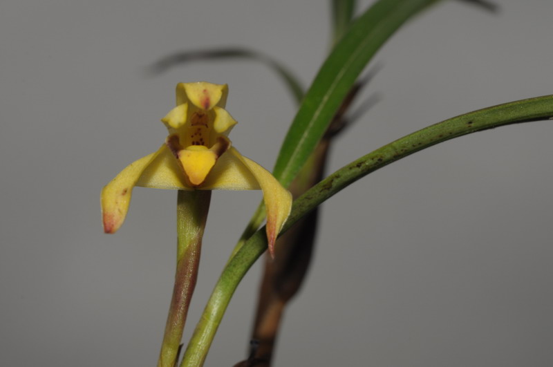 Maxillaria sp 491419Maxillariasp0006