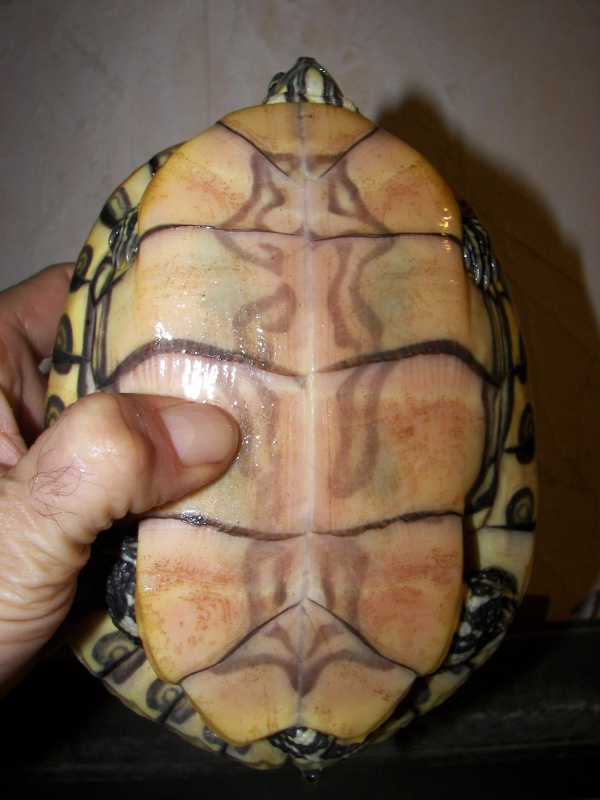 trachemys ornata 4923861009999