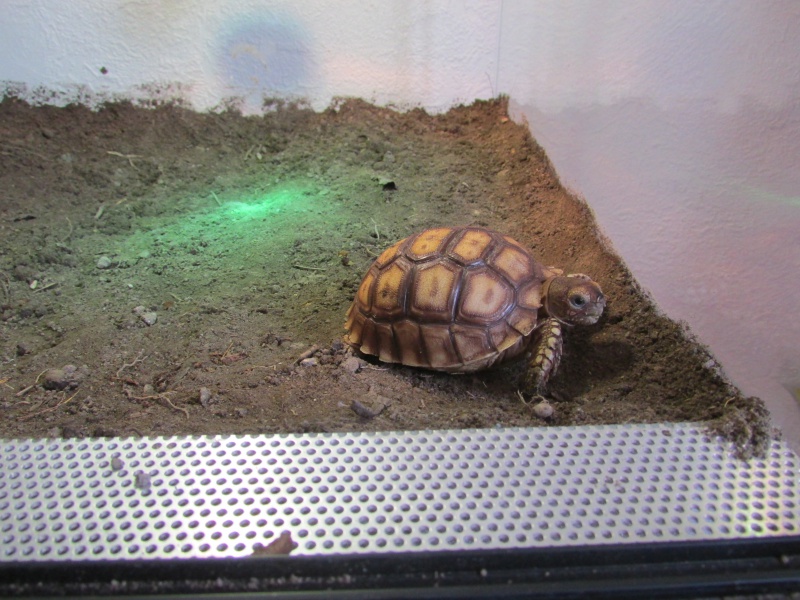 ma sulcata 494247IMG1485