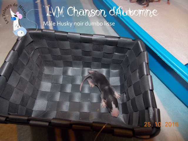 Portée 15: IND Cartoon x LVM Mademoiselle Noir 495088ChansondAutomne