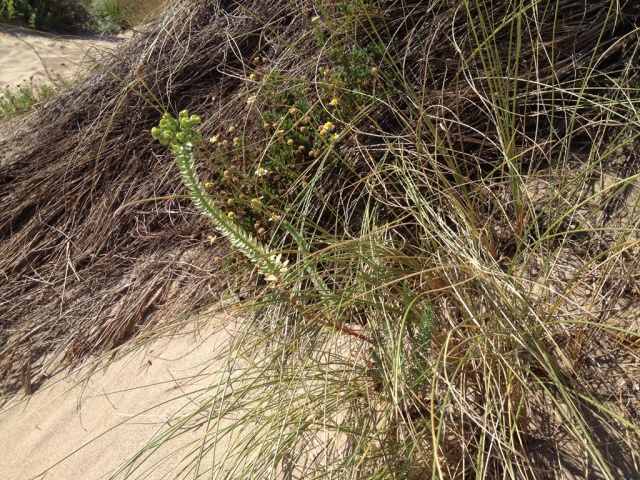 flore du littoral : plages, dunes, vases et rochers maritimes 496019IMG0418