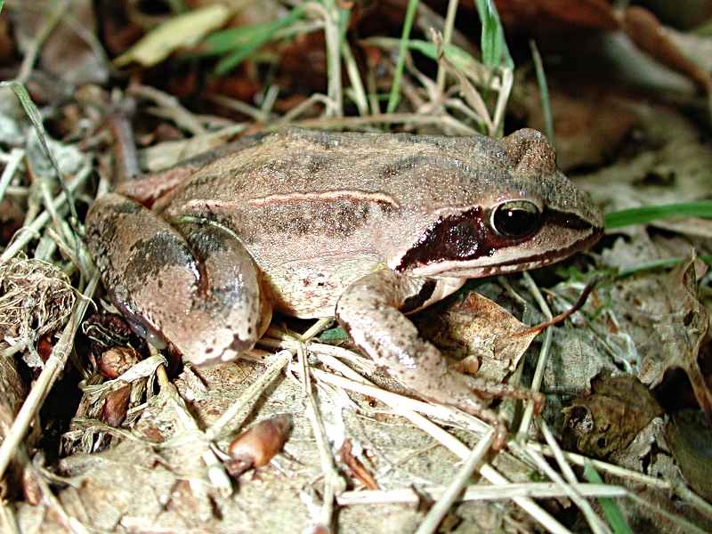 Bois et forêts - Chantilly - Faune -Flore -Milieux et habitats 496542Ranadalmatina01