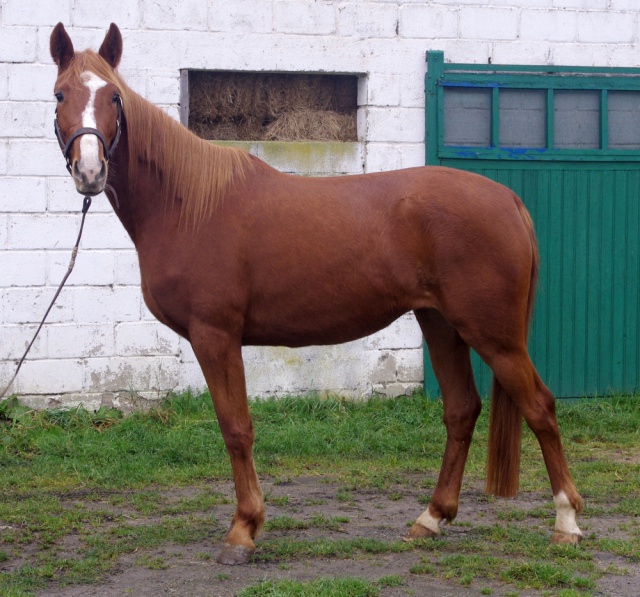 [PLACEE PAULINE] BRUME  Claire, Nette et Précise ! 498404BRUME5