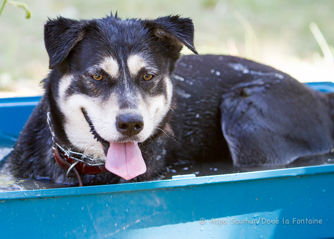 HYPSO - x husky/labrador 4 ans - Refuge de Saumur (49) 501486IMG7099