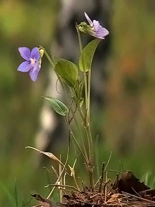 Bois et forêts -Chantilly - Faune - Flore -(photos et textes) 5017491352