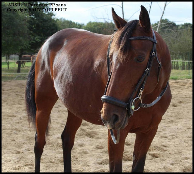 [PLACEE BERNADETTE] ARSIE  Déjà à moitié prête !!!! 502327arsinoe22