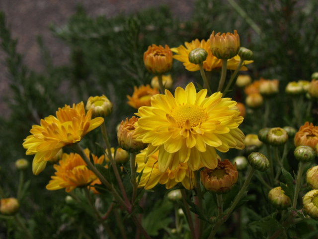 Chrysanthème - Page 2 503169P9243084