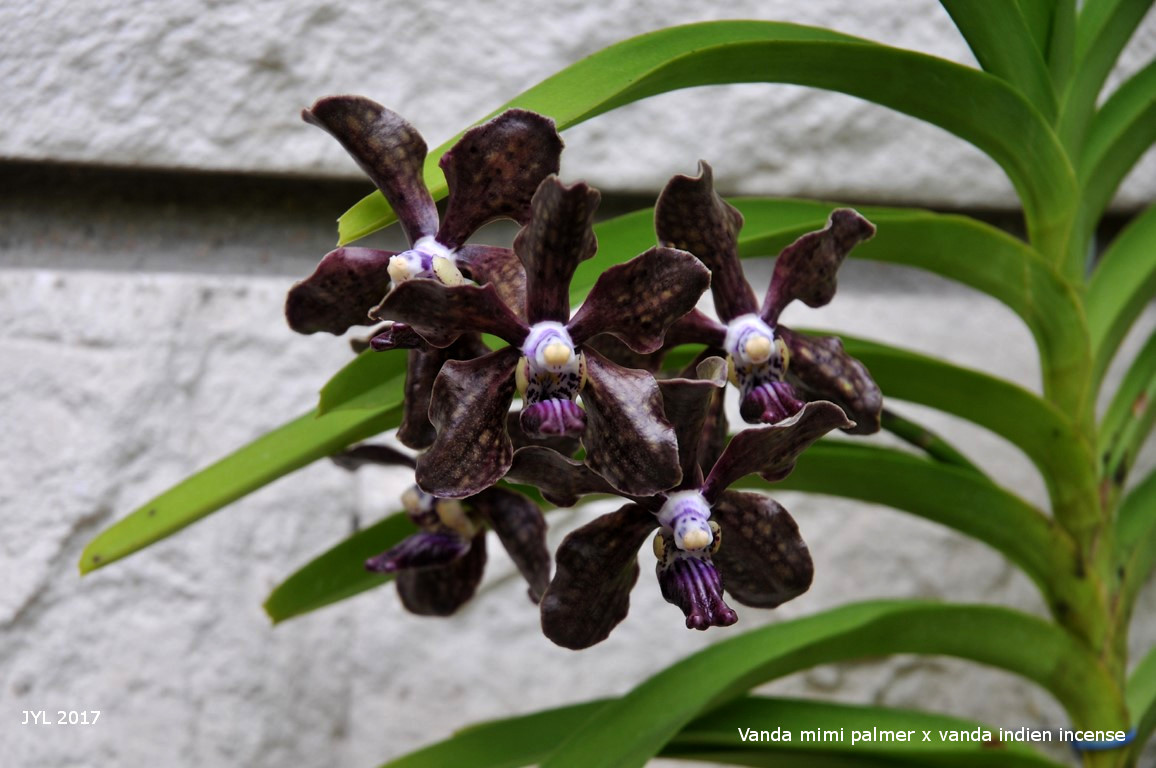 Papilionanda Tommy Ljunggren (Papilionanda Mimi Palmer x Vanda Indian Incense) 503934vanda2017