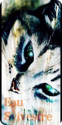 Oasis workshop • Open  505318232886catgraycatlieswhiskersgreeneyeseyeslightp