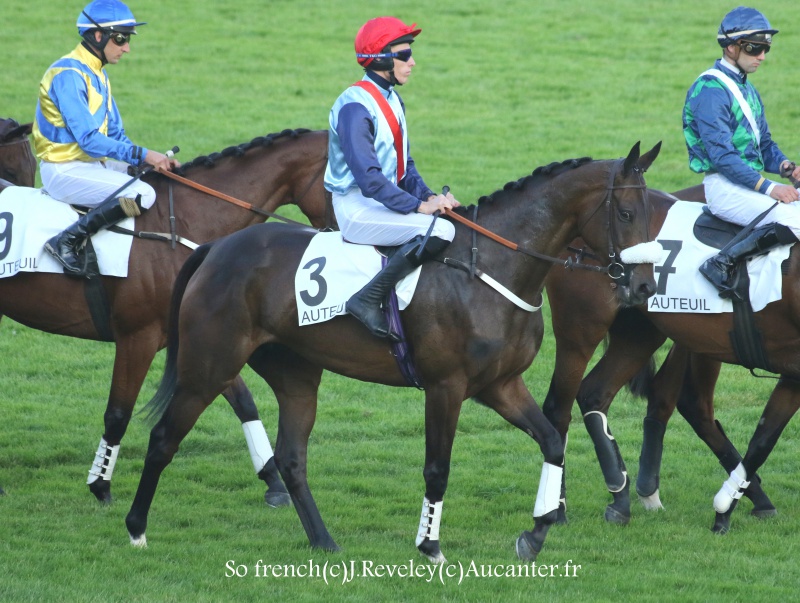 Photos Auteuil 9-10-2016 5056825J6A8180