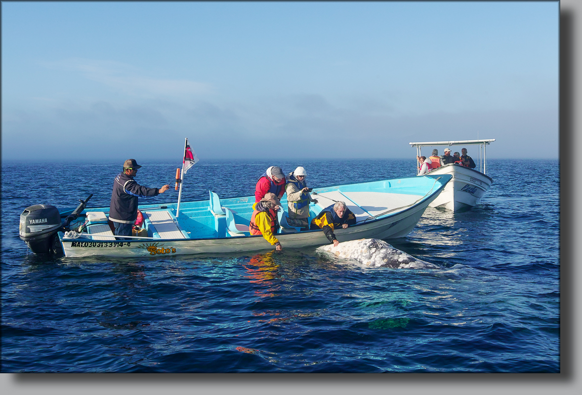 BAJA CALIFORNIA, j'ai caressé des baleines ... - Page 2 505889SDI2415