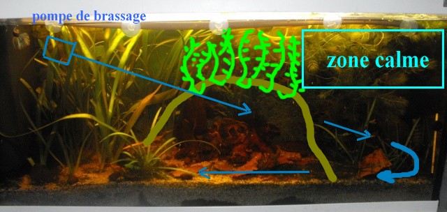 20 - [Discussion] maintenance-conseils-pour-corydoras 506814Sanstitre2