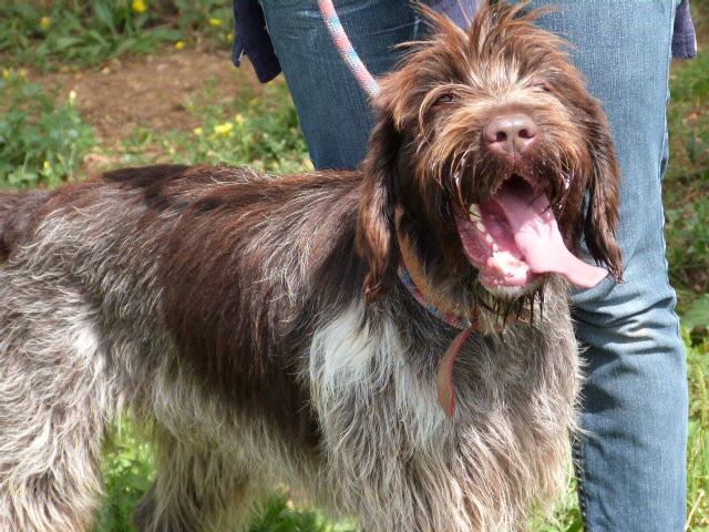 GIPSY Griffon korthal 3 ans - Spa de Poitiers (86) 507184155rGipsy5