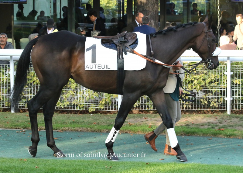 Photos Auteuil 9-10-2016 5080195J6A8124