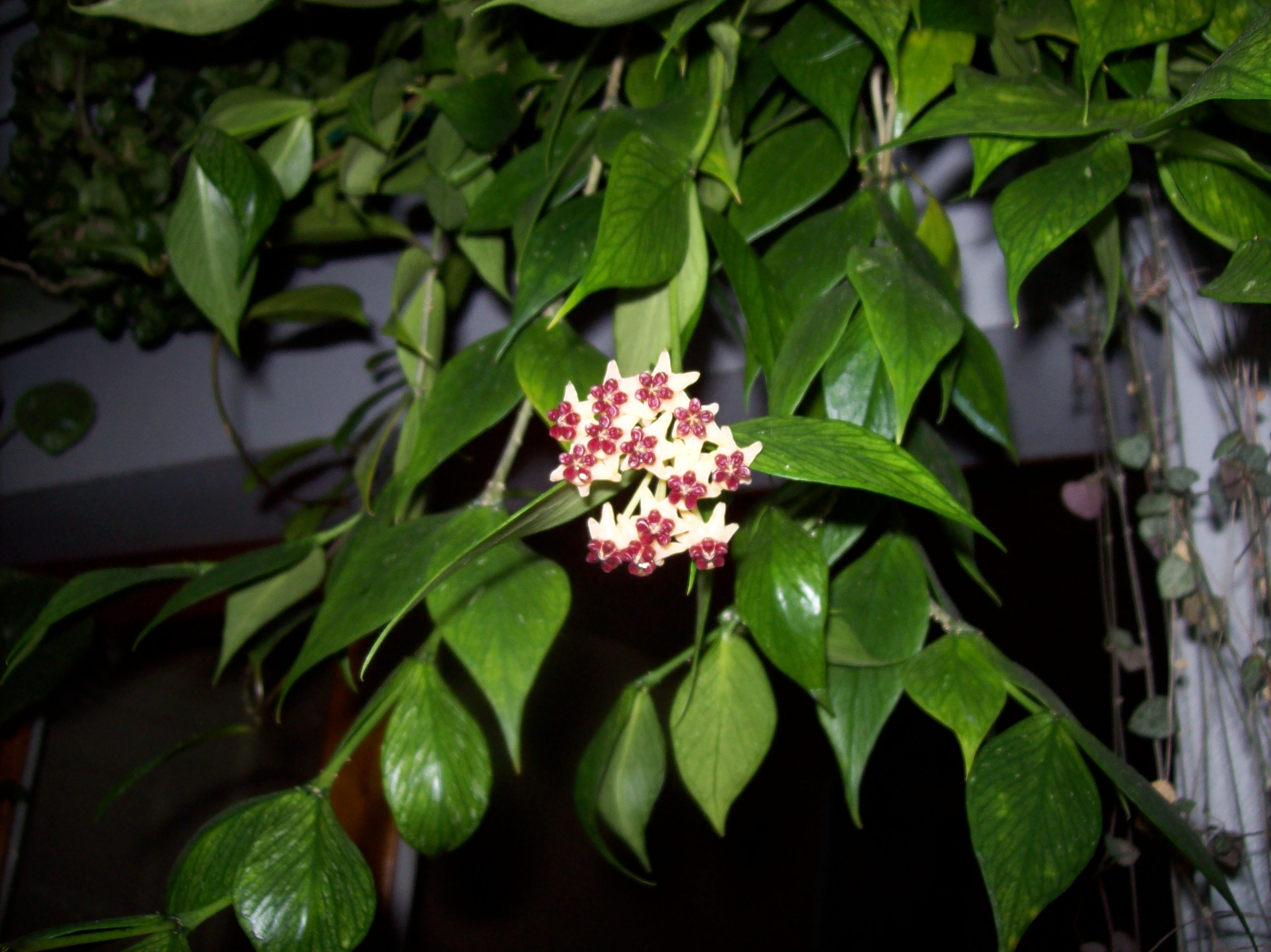 hoya polyneura  508294hoyapolyneura20110JPG