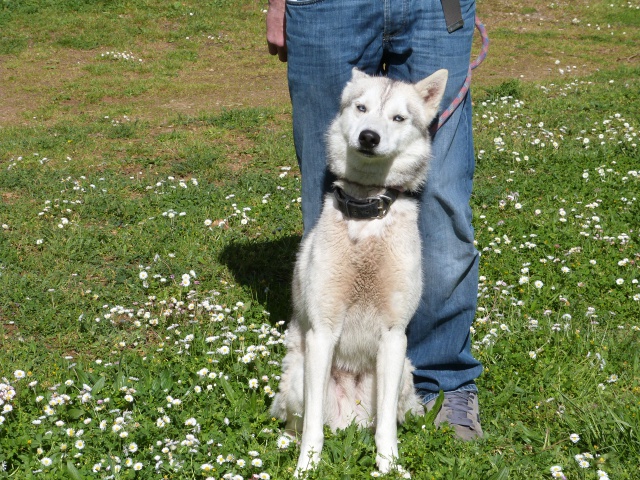 HOROOK DU DOMAINE DE MAYAO Husky né 21/05/2012 REFU86  ADOPTE 50843298rHorook3